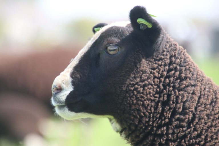 Sheep