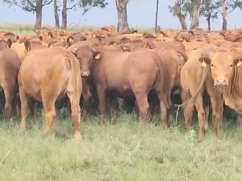 Lot 13