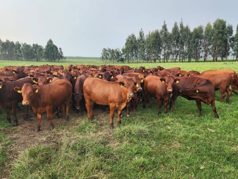 Lot 15
