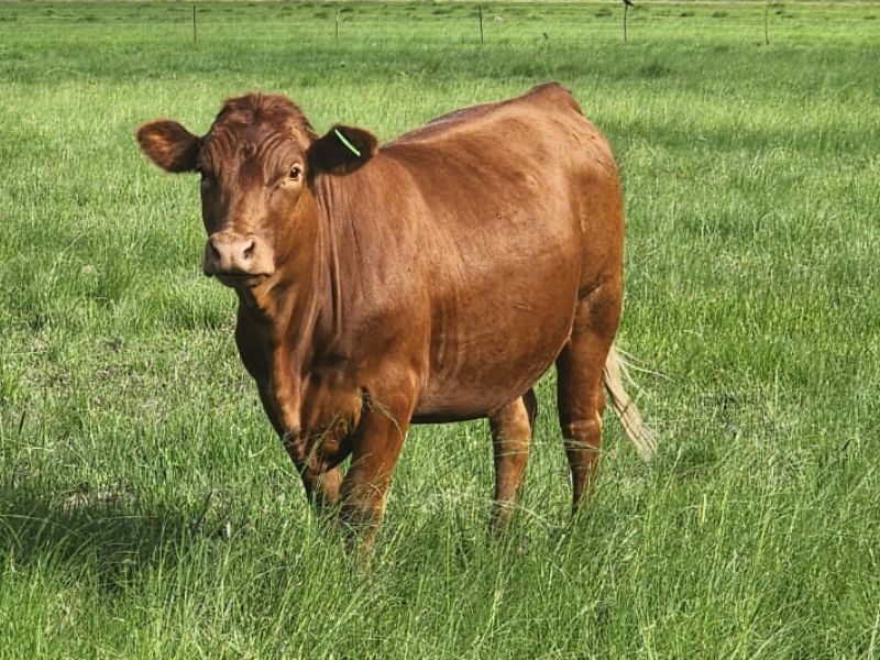 AAL 131 Beefmaster web