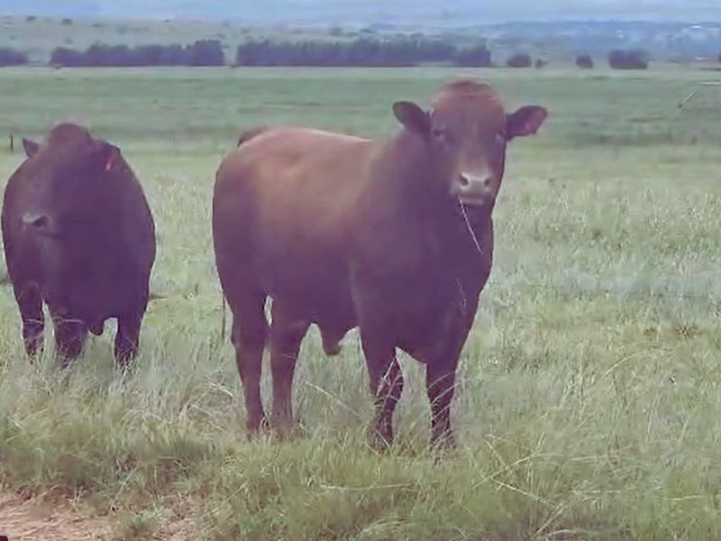 18 Beefmaster Bonsmara bulle web