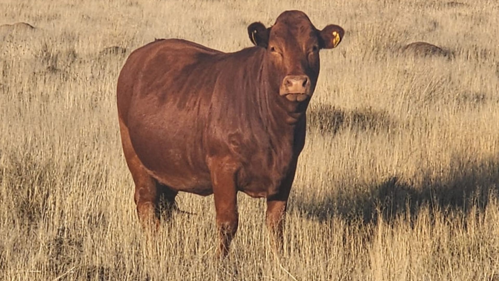 54 Preg Beefmaster heifers web